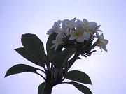 frangipani flowers