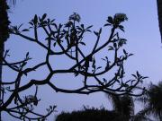 frangipani silhouette