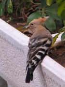 hoopoe in a garden by the harbour