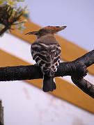 hoopoe in the frangipani
