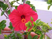 hibiscus flower