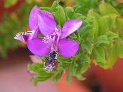 is it a bee